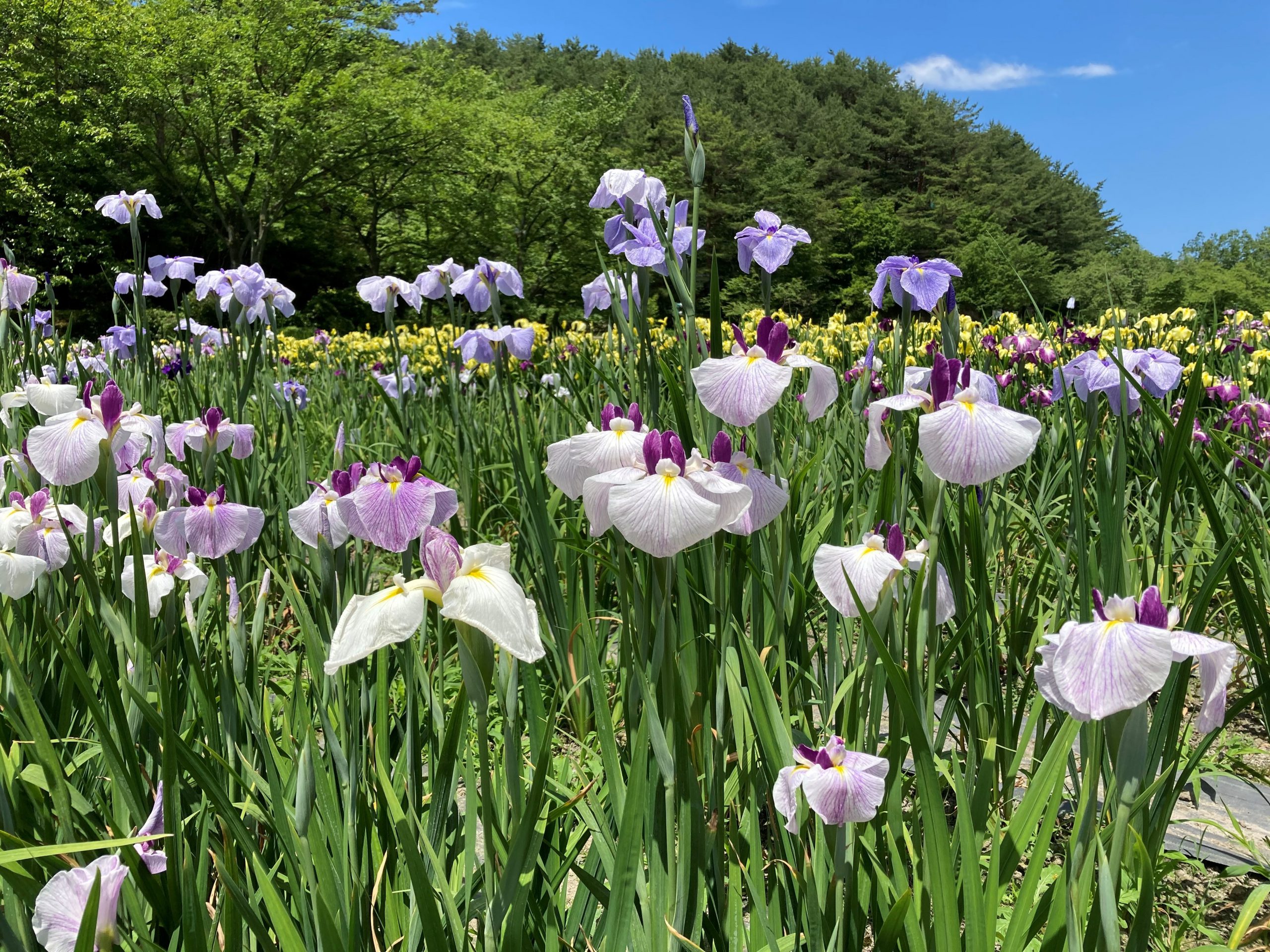 アヤメと見せかけて‥‥