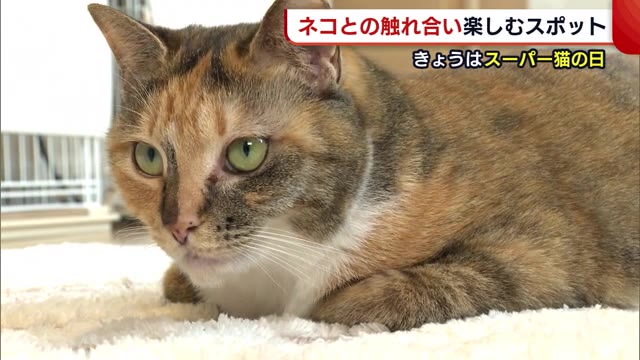 スーパー猫の日 ふれあい楽しむ ネコカフェ 新たな家族との出会いも 新潟 見附市 県内ニュース Nst新潟総合テレビ