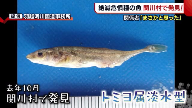 まさか 絶滅危惧種の魚 新潟県関川村で発見 泳ぐ力が弱い魚が上流で発見された訳とは 県内ニュース Nst新潟総合テレビ
