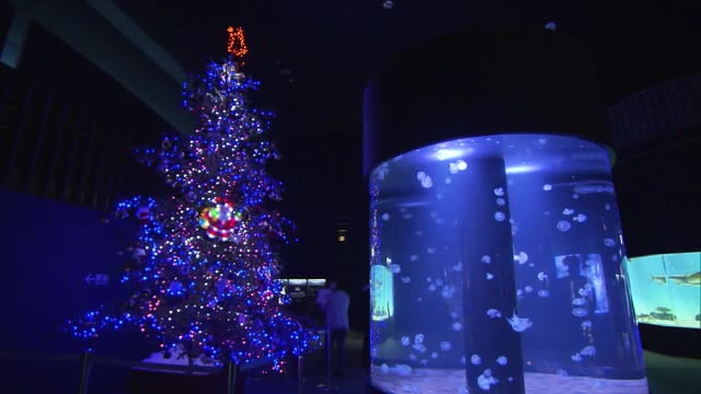 水族館にクリスマスツリー 青いledの装飾で まるで海の中にいるよう 新潟市 県内ニュース Nst新潟総合テレビ 水族館にクリスマスツリー 青いledの装飾で まるで海の中にいるよう 新潟市 県内ニュース Nst新潟総合テレビ